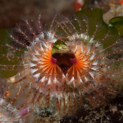  Fan Worm: This Colorful Tube-Dwelling Marine Creature Possesses Remarkable Sensory Abilities And Exhibits A Fascinating Feeding Behavior!