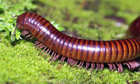  Woolly Millipede 擁有著無數的足和毛茸茸的外表，它究竟是如何在森林中生存下來的？