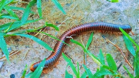  奧里安千足蟲：這隻擁有數百條腿的生物究竟是如何移動的？