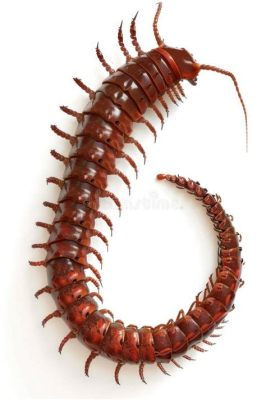  Queensland Centipede：A Tiny Terror With Many Legs That Crawls Through Darkness