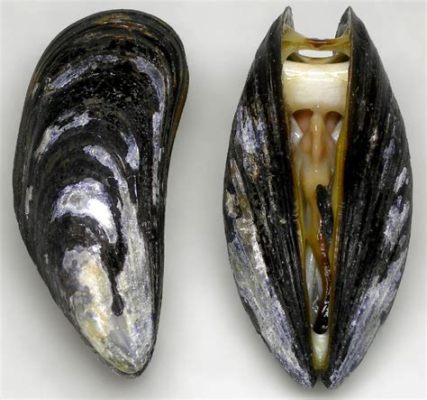  刀仔 mussels！擁有閃亮外殼和堅韌生存力的雙殼類海洋生物