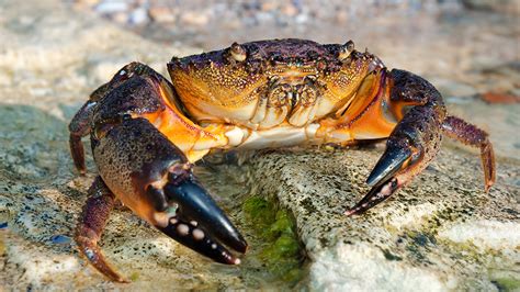  石蟹：擁有堅硬外殼的美味小 crustacean，也是海洋生態系統中的重要環節！