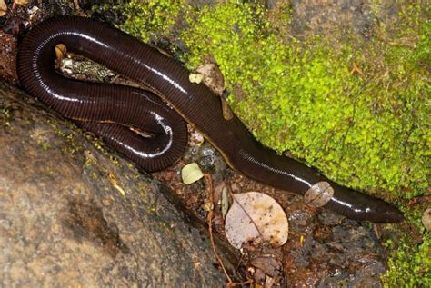  🇿🇦🇿🦍 Zéngxiāo (Caecilian)： Discover this Slithering Amphibian Master of Disguise!