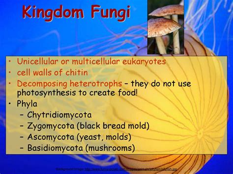  Zygomycota，單細胞生物王國的奇異生物！